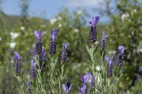 Fransk Lavendel, Lavendula stoechas. French Lavender. © Leif Bisschop-Larsen