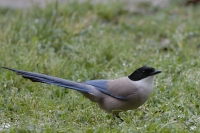  Blåskade, Cyanopica cyanus. Azure-winged Magpie. © Leif Bisschop-Larsen