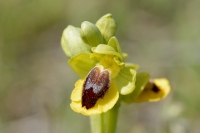  Gul Ophrys, Ophrys lutea. © Leif Bisschop-Larsen