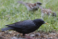  Ensfarvet Stær, Sturnus unicolor. Spotless Starling. © Leif Bisschop-Larsen