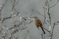  Klippeværling, Emberiza cia. Rock Bunting. © Leif Bisschop-Larsen