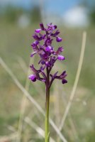 LBL1703561-1200  Orchis morio, Macedonia. ©Leif Bisschop-Larsen / Naturfoto.