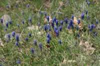 LBL1703563-1200  Grape-Hyacinth, Muscari armeniacum. Macedonia. ©Leif Bisschop-Larsen / Naturfoto.