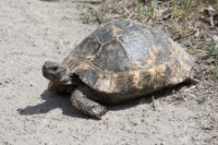 LBL1703570-1200  Hermann's Tortoise, Testudo hermanni, Macedonia. ©Leif Bisschop-Larsen / Naturfoto.