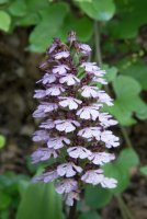 LBL1703577-1200  Orchis purpurea, Macedonia. ©Leif Bisschop-Larsen / Naturfoto.