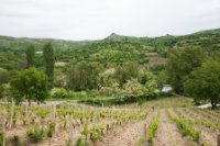 LBL1703618-1200  Landscape with wine-fields, Mokliste, Macedonia. ©Leif Bisschop-Larsen / Naturfoto.