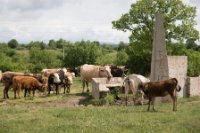 LBL1703634-1200  Cattle at water supply in Vitachevo. ©Leif Bisschop-Larsen / Naturfoto.