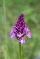 LBL1703680-1200  Anacamptis pyramidalis, Macedonia. ©Leif Bisschop-Larsen / Naturfoto.