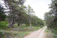 LBL1703750-1200  Juniper wood at Agios Georgios, Prespa. © Leif Bisschop-Larsen / Naturfoto.