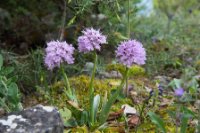 LBL1703774-1200  Orchis tridentata in the Juniper wood, Prespa. © Leif Bisschop-Larsen / Naturfoto.