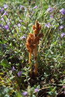 LBL1703800-1200  Thyme Broomrape, Orobanche alba, Prespa. © Leif Bisschop-Larsen / Naturfoto.