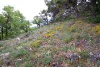 LBL1703862-1200  Rich flower-bed in the juniper wood, Prespa. © Leif Bisschop-Larsen / Naturfoto.