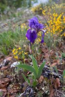 LBL1703863-1200  Iris germanica, Prespa. © Leif Bisschop-Larsen / Naturfoto.