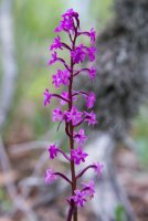 LBL1703868-1200  Orchis quadripunctata, Prespa. © Leif Bisschop-Larsen / Naturfoto.