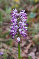 LBL1703870-1200  Orchis simia, Prespa. © Leif Bisschop-Larsen / Naturfoto.