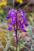 LBL1703875-1200  Orchis laxiflora, Prespa. © Leif Bisschop-Larsen / Naturfoto.