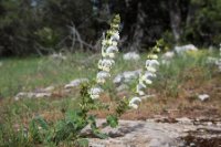 LBL1703881-1200  Salvia argentea, Prespa. © Leif Bisschop-Larsen / Naturfoto.