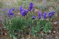 LBL1703887-1200  Iris germanica, Prespa. © Leif Bisschop-Larsen / Naturfoto.