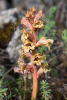 LBL1703977-1200  Orobanche caryophyllacea, Prespa. © Leif Bisschop-Larsen / Naturfoto.