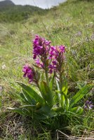 LBL1704011-1200  Dactylorhiza sambucina, Galicica, Macedonia. © Leif Bisschop-Larsen / Naturfoto.