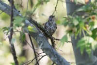 LBL1704101-1200  Mistle Thrush, Turdus viscivorus. ©Leif Bisschop-Larsen / Naturfoto.