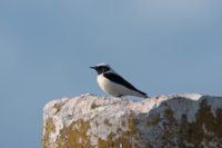 LBL1704130-1200  Black-eared Wheatear, Oenanthe hispanica. Stobi, Macedonia. © Leif Bisschop-Larsen / Naturfoto.