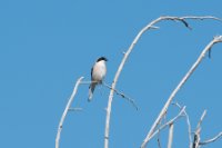 LBL1704172-1200  Lesser Grey Shrike, Lanius minor. Prespa. © Leif Bisschop-Larsen / Naturfoto.