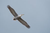 LBL1704227-1200  Dalmatian Pelican, Pelecanus crispus. Prespa. © Leif Bisschop-Larsen / Naturfoto.