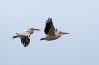 LBL1704253-1200  Great White Pelican, Pelecanus onocrotalus. Prespa. © Leif Bisschop-Larsen / Naturfoto.