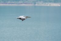 LBL1704262-1200  Dalmatian Pelican, Pelecanus crispus. Prespa. © Leif Bisschop-Larsen / Naturfoto.