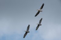 LBL1704305-1200  Great White Pelican, Pelecanus onocrotalus. Prespa. © Leif Bisschop-Larsen / Naturfoto.