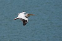 LBL1704327-1200  Great White Pelican, Pelecanus onocrotalus. Prespa. © Leif Bisschop-Larsen / Naturfoto.