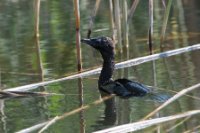 LBL1704354-1200  Pygmy Cormorant, Phalacrocorax (Microcarbo) pygmeus. Prespa. © Leif Bisschop-Larsen / Naturfoto.