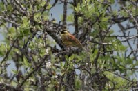 LBL1704363-1200  Cirl Bunting, Emberiza cirlus, on wild pear tree, Pyrus spinosa. Prespa. © Leif Bisschop-Larsen / Naturfoto.