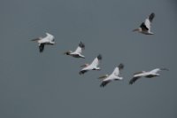 LBL1704390-1200  Great White Pelican, Pelecanus onocrotalus. Prespa. © Leif Bisschop-Larsen / Naturfoto.