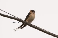 LBL1704415-1200  Red-rumped Swallow, Cecropis daurica. Prespa. © Leif Bisschop-Larsen / Naturfoto.