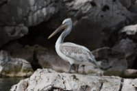 LBL1704416-1200  Dalmatian Pelican, Pelecanus crispus. Prespa. © Leif Bisschop-Larsen / Naturfoto.