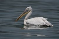 LBL1704475-1200  Dalmatian Pelican, Pelecanus crispus. Prespa. © Leif Bisschop-Larsen / Naturfoto.