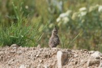 LBL1704667-1200  Crested Lark, Galerida cristata. Prespa. © Leif Bisschop-Larsen / Naturfoto.