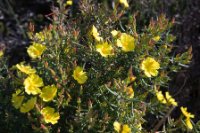 LBL1900431-1200  Rockrose, Helianthemum (lavendulifolium?). © Leif Bisschop-Larsen / Naturfoto