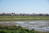 LBL1900443-1200  Rice fields by Carrasqueira. © Leif Bisschop-Larsen / Naturfoto