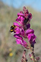 LBL1900521-1200  Snapdragon, Antirrhinum sp. with bumblebee, Bombus sp.  © Leif Bisschop-Larsen / Naturfoto