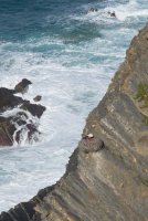 LBL1900526-1200  White Stork nesting on the cliffs of Cabo Sardao.  © Leif Bisschop-Larsen / Naturfoto