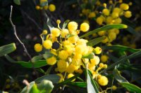 LBL1900541-1200  Acacia sp., Cabo Sardao.  © Leif Bisschop-Larsen / Naturfoto