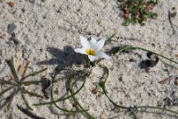 LBL1900578-1200  Romulea sp., Cabo Sardao.  © Leif Bisschop-Larsen / Naturfoto