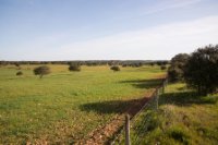 LBL1900583-1200  Fields near Corte Gafo Cima, habitat for bustards and Little Owl.  © Leif Bisschop-Larsen / Naturfoto