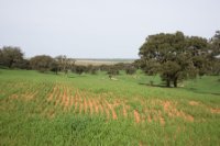 LBL1900588-1200  Montados with cereal crops between oak trees.  © Leif Bisschop-Larsen / Naturfoto