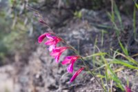 LBL1900637-1200  Gladiolus sp.  © Leif Bisschop-Larsen / Naturfoto