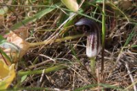 LBL1900640-1200  Arisarum sp., Guerreiro.  © Leif Bisschop-Larsen / Naturfoto