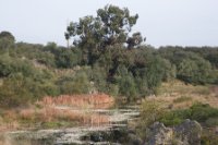 LBL1900655-1200  River near João Serra, the old eucalyptus tree is filled with stork nests.  © Leif Bisschop-Larsen / Naturfoto